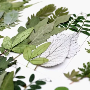 12Pcs Mixed Natural Pressed Dried Leaves Kit Real Green Flat Dry Leaf Specimen For Epoxy Resin Craft Home Wall Decor Bulk