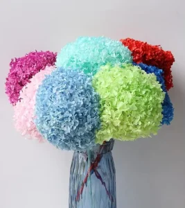 20cm Preserved Hydrangea Stem Indoor Decoration for Graduation Mother’s Day Father’s Day Eco Friendly Everlasting