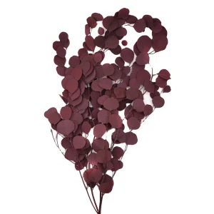 AX 42 Angel Flowers Dried Preserved Eucalyptus Leaves for Valentine’s Day Decor