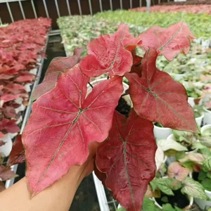 Colorful Caladium Plant Mixed Varieties Different Sizes Evergreen Indoor Outdoor Decor Handcrafted Graduation Christmas