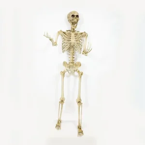 Customized Halloween Decoration Horror Halloween Hecorations 12ft Skeleton for Haunted House Decor Home Party Graveyard