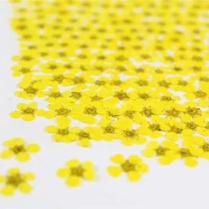 DIY Mini Pressed Dried Flowers Multicolor Real Star Pressed Flower Blooms For Resin Earrings Phone Case Handmade Filler
