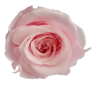 Forever Flower Preserved Rose for Home Wedding Chinese New Year Christmas Father’s Day Decorations Valentine’s Day