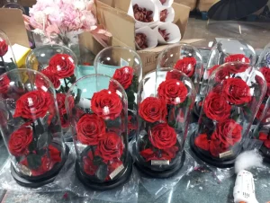 Fresh Dusty Rose Immortal Flower Glass Cover Preserved 3 Forever Roses in White Dome Moss & Natural Material Christmas Weddings