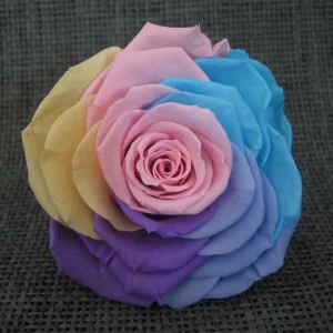 HFlora 4 5 cm 8 Pcs Box Rainbow Colors Preserved Rose Flower Head Bud Box for Valentine’s Day & Graduation