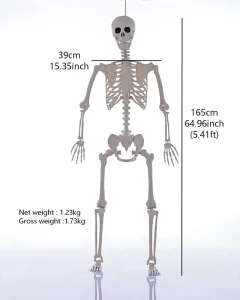 Halloween Skeleton 5ft 165cm Customizable Plastic Human Bones with Movable Joints for Haunted Houses Parties & Yard Décor