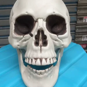 Halloween Skeleton Head Decorations Available in Multiple Sizes for Haunted Settings
