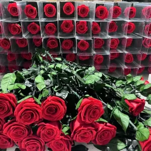 Handmade Single Preserved Rose for Mother’s Day, Valentine’s Day, Graduation and Holiday Gifts