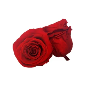 Liviflo 5 6cm Real Natural Preserved Flower Roses Boxed Valentine’s Day Wedding Decor