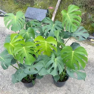 Monstera Deliciosa Tropical Foliage Handcrafted Eco Friendly Christmas Indoor Outdoor Potted Plant Assorted Varieties Various