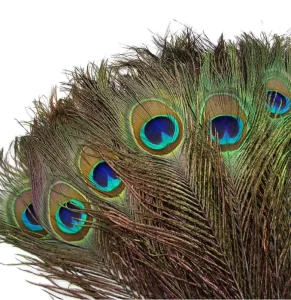 Natural Dyed Large Peacock Feather for Party Carnival Home Wedding Centerpiece Christmas Vase Holiday Decor DIY Craft Floral