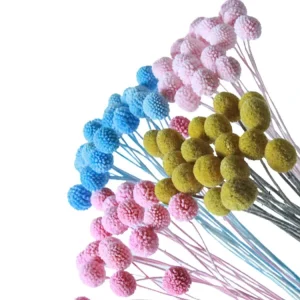 Natural Preserved Golden Ball Flower Craspedia Billy Balls Handmade for Valentine’s Day Christmas & Graduation Decor