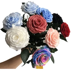Preseeved Roses with Stem Real Natural Red Forever Eternal Roses for Valentines Day Mothers Christmas Birthday Gifts
