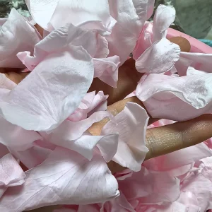 Preserved Flower Petals Confetti Biodegradable Dried Rose Anna Big Leaf Wood Hydrangea Atlantis Handmade Real Touch