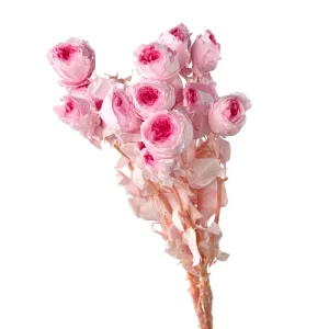 Preserved Flowers Two Tone Gradient Colors Forever Roses with 50 60cm Stem for Decoration