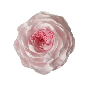 Real Natural Peony Eternal Rose Preserved Flowers 9-10 cm 30 Colors Christmas Valentine’s Day Mothers Day Graduation