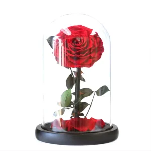 Red Preserved Rose with Glass Cover for Christmas, Weddings, New Year, and Valentine’s Day