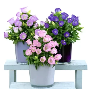 Wine Glass Wind Chime Bonsai Flowers Air Purifying Easy to Grow New Year’s Bellflower Morning Glory Seedlings for Indoor Balcony